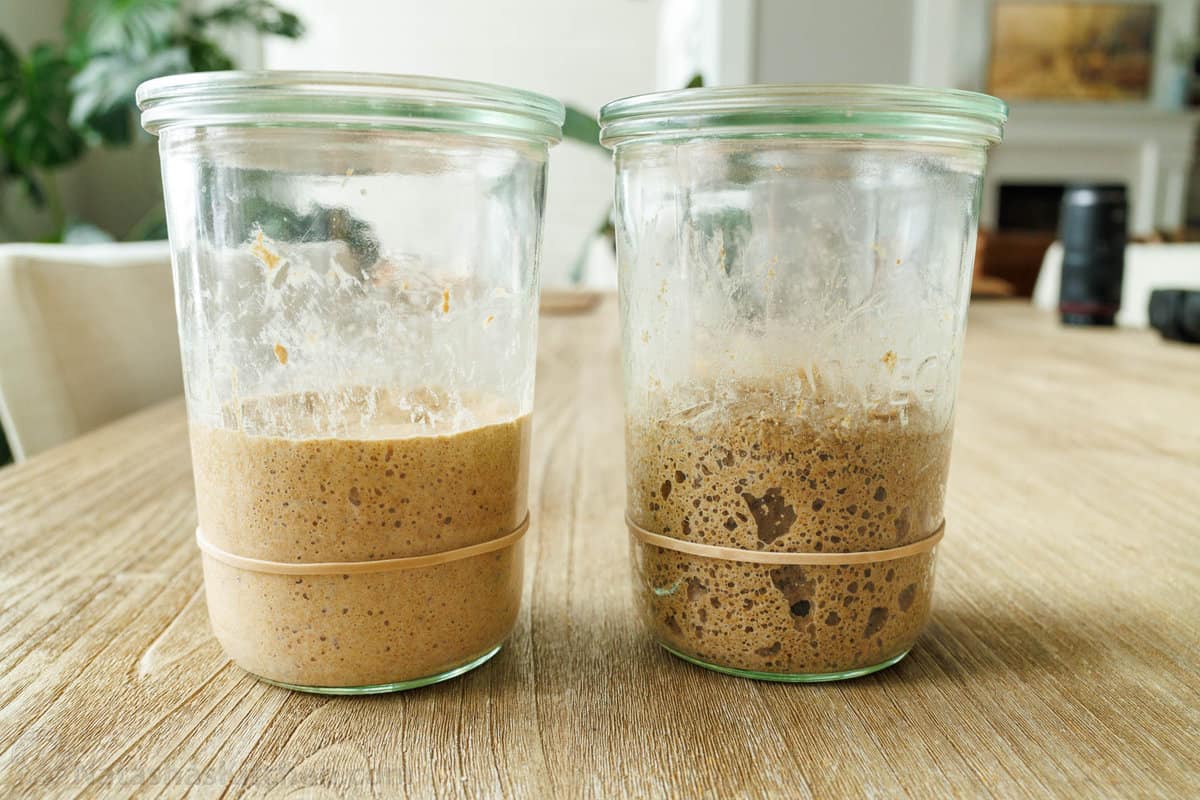 the difference between rye flour and whole wheat flour when making sourdough starter