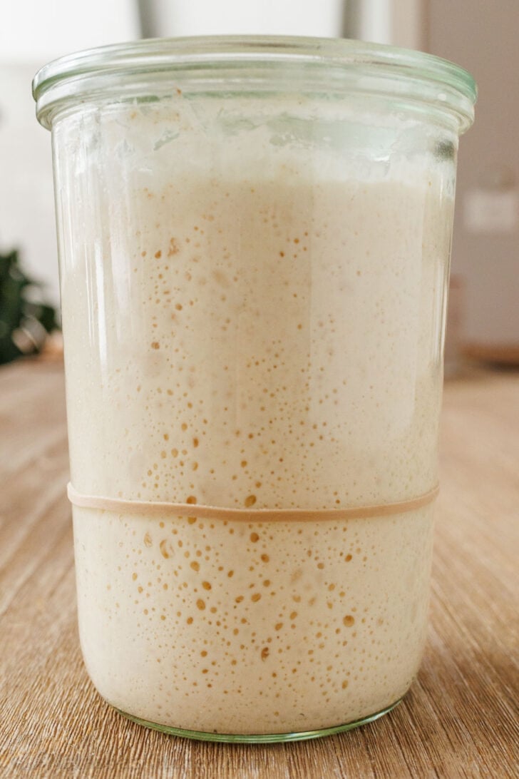 Sourdough bread Starter at the peak of height with bubbles