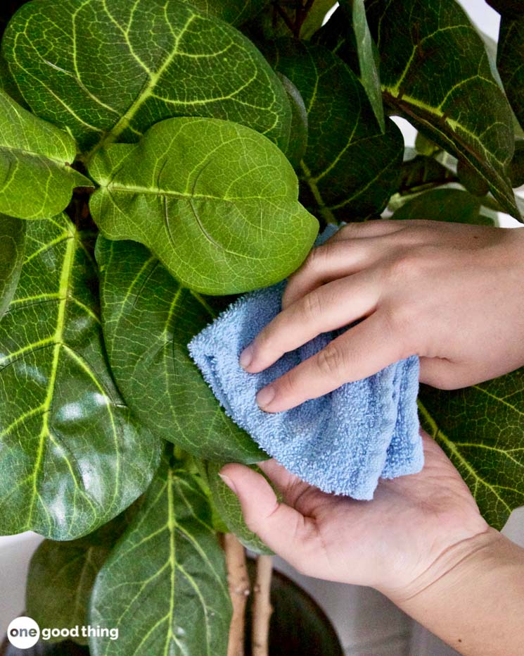 woman's hand using a blue washcloth to polish leaf on a large houseplant