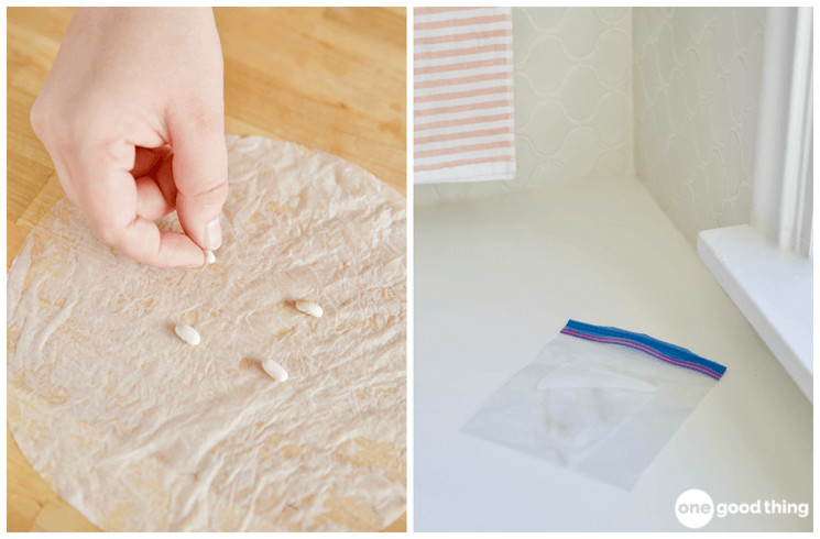 Sprout seeds in a damp coffee filter to get a jump start on your gardening.